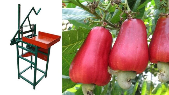 काजू कटर मशीन