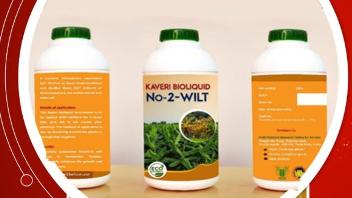 Banana is under attack from this disease