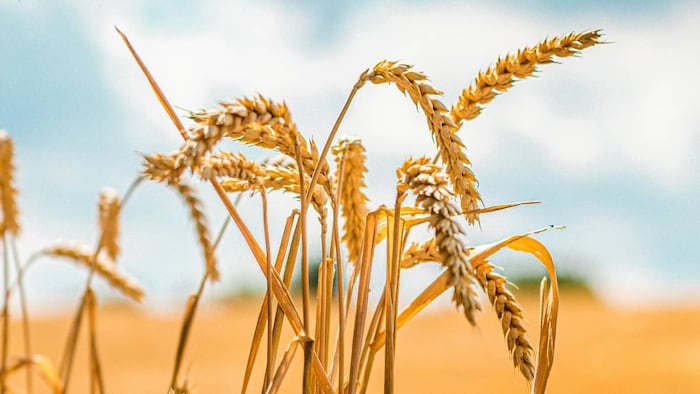 गेहूं उत्पादन में जानें कौन सा देश कहां पर