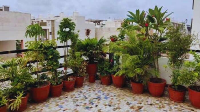 छत पर बागवानी योजना