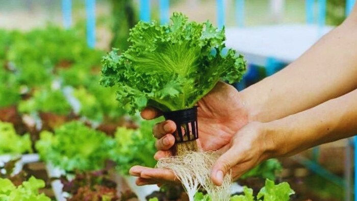 हाइड्रोपोनिक्स खेती