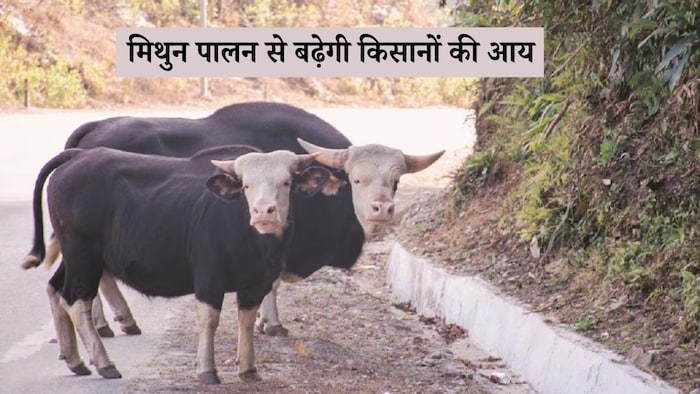 Mithun Farming