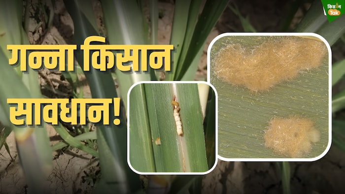 sugarcane insect