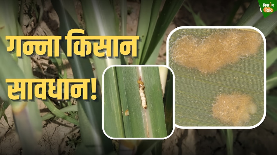 गन्ने की फसल में 'डेड हर्ट' और 'बंची टॉप', जानिए इस दुश्मन से कैसे बचाएं फसल! गन्ने की फसल में 'डेड हर्ट' और 'बंची टॉप', जानिए इस दुश्मन से कैसे बचाएं फसल!