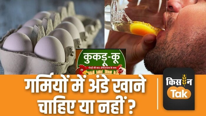 अंडा खाना चाहिए या नहीं