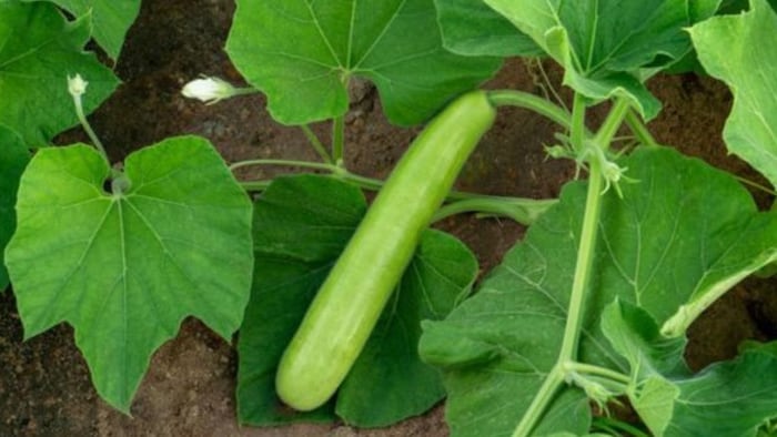 लौकी की खेती