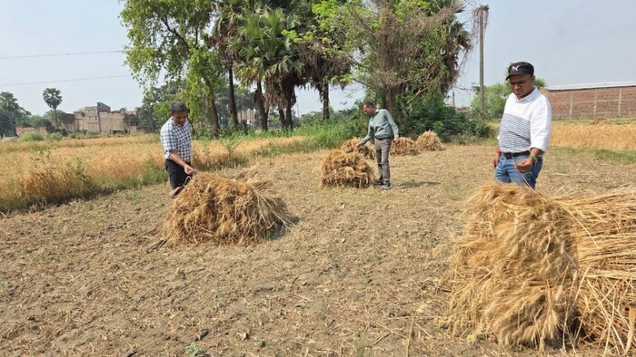 बेमौसम बारिश से गेहूं को नुकसान