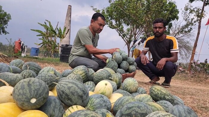 Dhanbad yellow watermelon farming Photo
