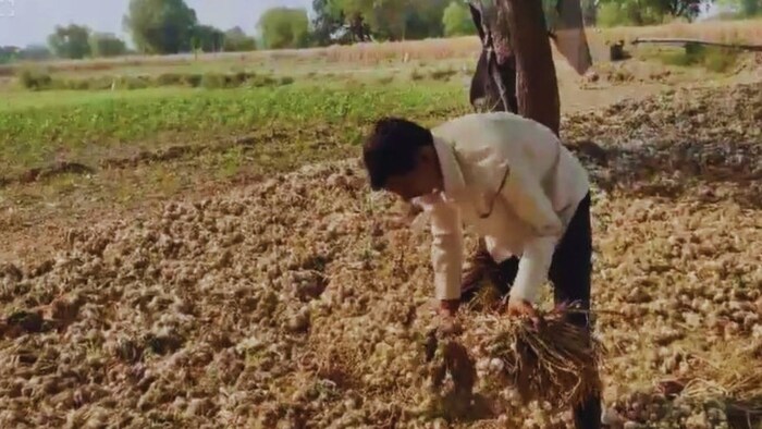 लहसुन की फसल बर्बाद