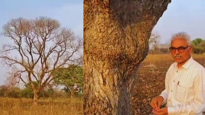 लाल चंदन की खेती