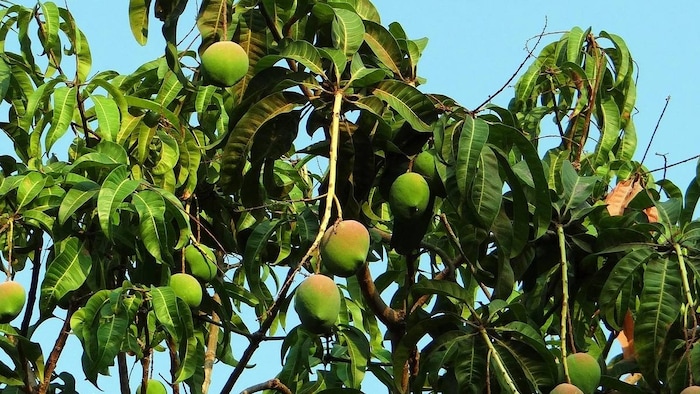 हापुस आम की कीमतों में गिरावट से दुखी किसान