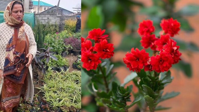 साबिया ने नर्सरी में 3 लोगों को रोजगार भी मुहैया कराया हैं