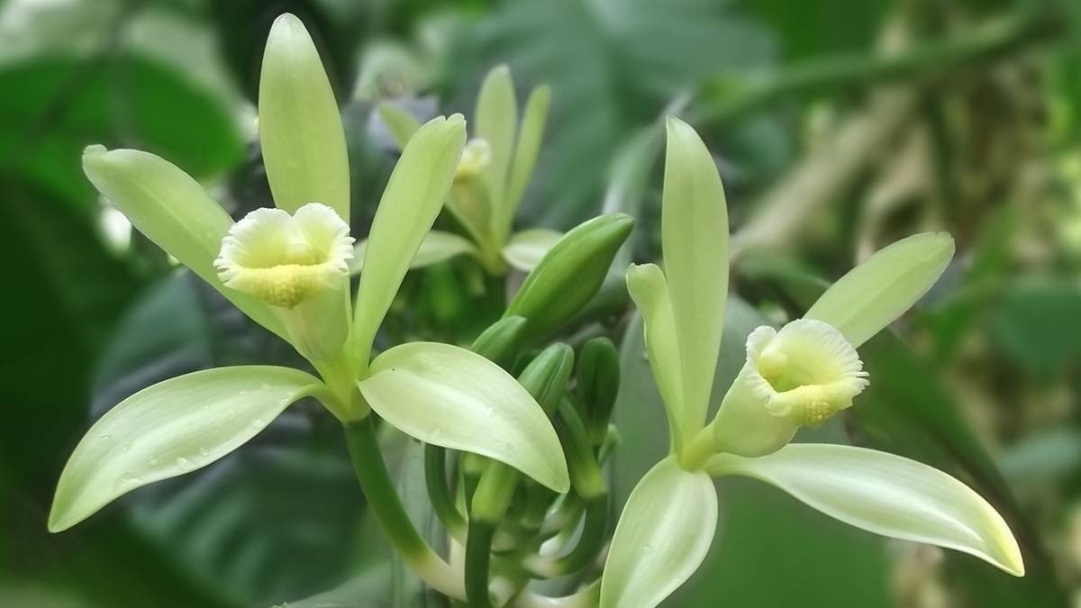 वेनिला की खेती में है फायदा ही फायदा