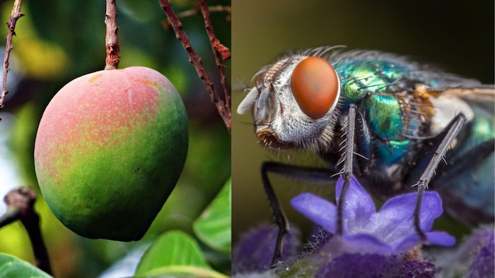 अप्रैल 2014 में यूरोपियन यूनियन ने लगाया था हापुस पर बैन (सांकेतिक तस्वीर)