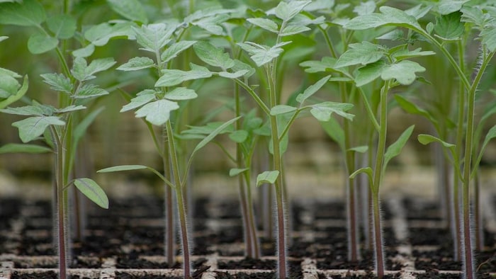 उपज को बढ़ाने के लिए एक कुशल तकनीक है सीड प्राइमिंग