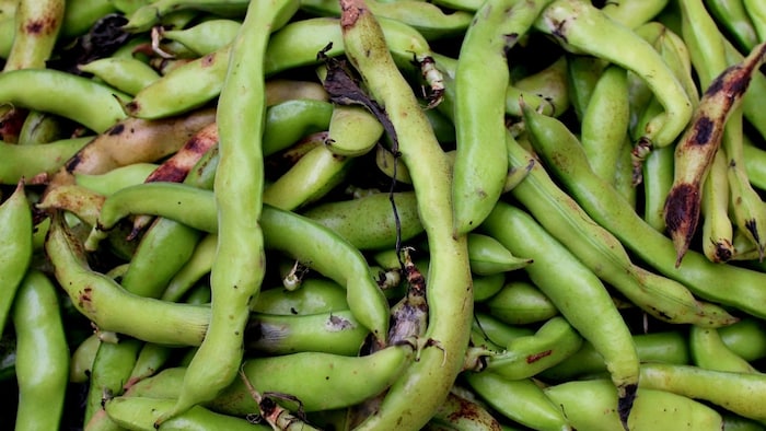 ग्वार फली की खेती किसानों के लिए फायदेमंद हो सकती है