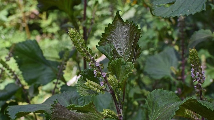भंगजीरा उत्तराखंड में पाया जाता है