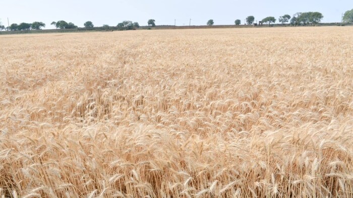 यूपी में अब 100 क्विंटल से अधिक गेहूं बेचने पर किसानों का नहीं होगा वेरिफिकेशन