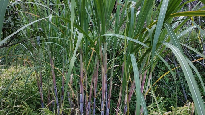 गन्ने पर अप्रैल में दुश्मन कीट का हमला