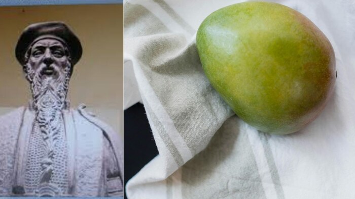 हापुस या अल्फॉन्सो आम दुनियाभर में अपनी मिठास के लिए मशहूर हैं