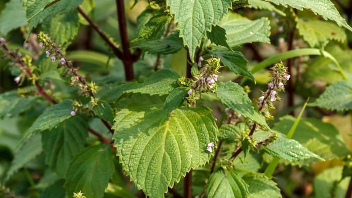 Benefits of Bhangjira