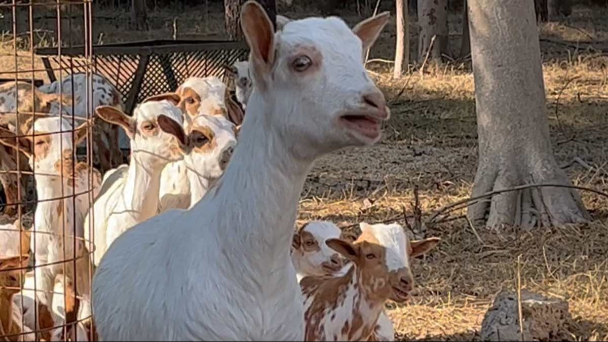 Goat Shead: गर्मियों में भी हो सकता है बकरी के बच्चों को निमोनिया, शेड में अपनाएं ये तरीके