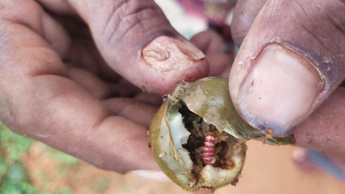 This insect is the enemy of mango