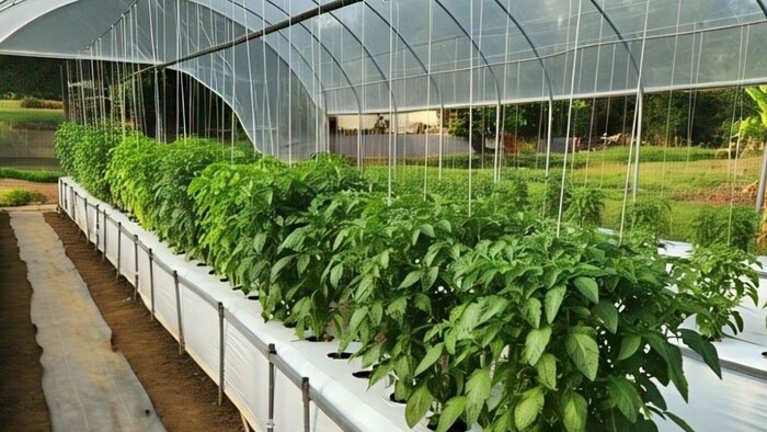 Polyhouse Farming