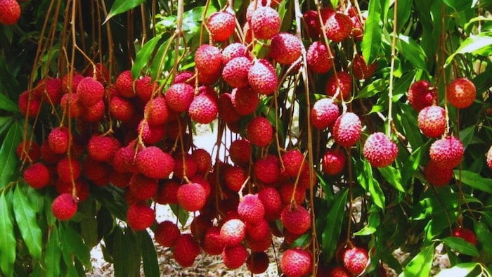 Shahi Litchi