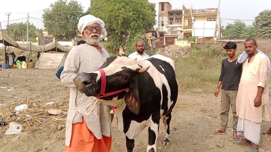 पशुपालकों के लिए वरदान साबित हुआ UP सरकार का गो-संरक्षण मॉडल, जानें कैसे हो रहा मुनाफा ही मुनाफा पशुपालकों के लिए वरदान साबित हुआ UP सरकार का गो-संरक्षण मॉडल, जानें कैसे हो रहा मुनाफा ही मुनाफा