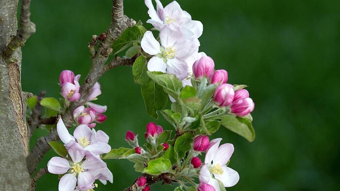 हिमाचल प्रदेश के शिमला में सेब के किसान खुश