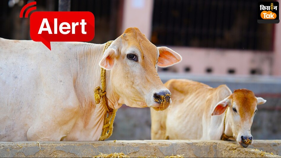 Lumpy: मई में गायों पर झपट्टा मार सकती है लंपी बीमारी, जारी हुई चेतावनी Lumpy: मई में गायों पर झपट्टा मार सकती है लंपी बीमारी, जारी हुई चेतावनी