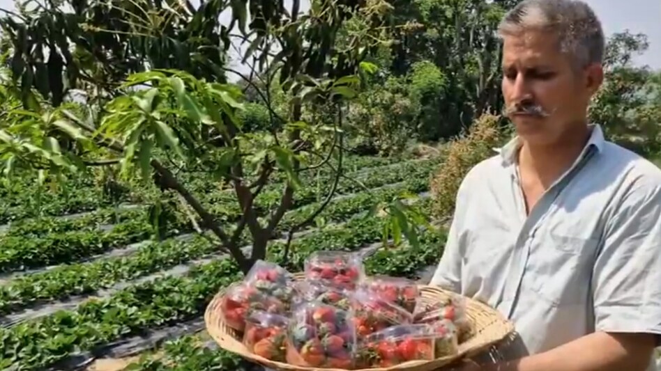 सरकारी स्कीम की मदद से स्ट्रॉबेरी किसान बना यह पूर्व सैनिक... कितनी मिलती है मदद, कैसे होता है फायदा, यहां जानिए सरकारी स्कीम की मदद से स्ट्रॉबेरी किसान बना यह पूर्व सैनिक... कितनी मिलती है मदद, कैसे होता है फायदा, यहां जानिए