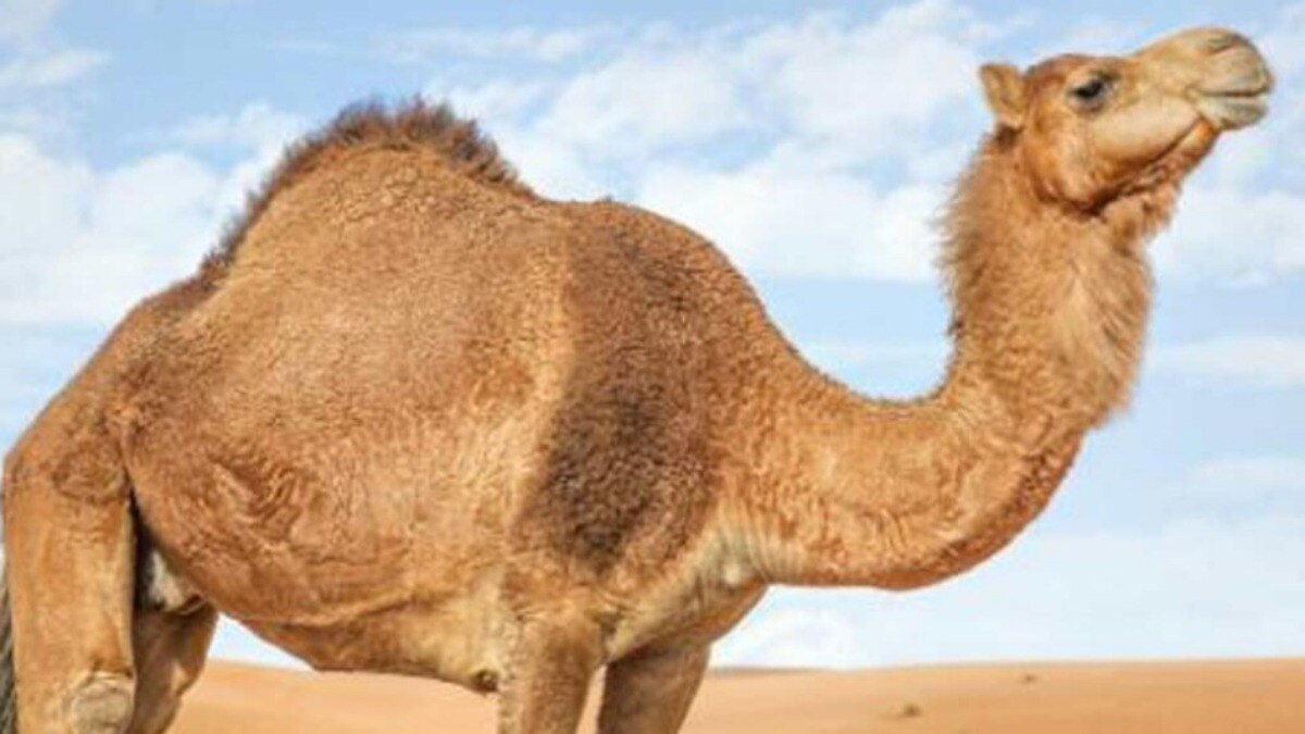 Save Camel: रेगिस्तान के जहाजों की बढ़ानी है संख्या तो करने होंगे ये खास काम, पढ़ें डिटेल  Save Camel: रेगिस्तान के जहाजों की बढ़ानी है संख्या तो करने होंगे ये खास काम, पढ़ें डिटेल