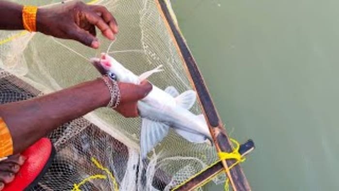 ठंड से मछलियां हो सकती हैं बीमार