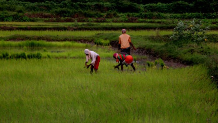 महिला किसान (प्रतीकात्मक तस्वीर/ गेटी इमेज)