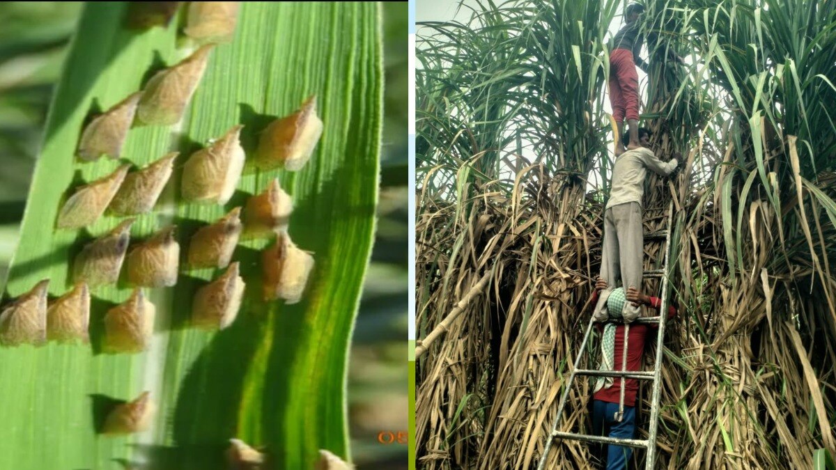 गन्ना किसानों के लिए सिरदर्द बना टॉप बोरर कीट का हमला