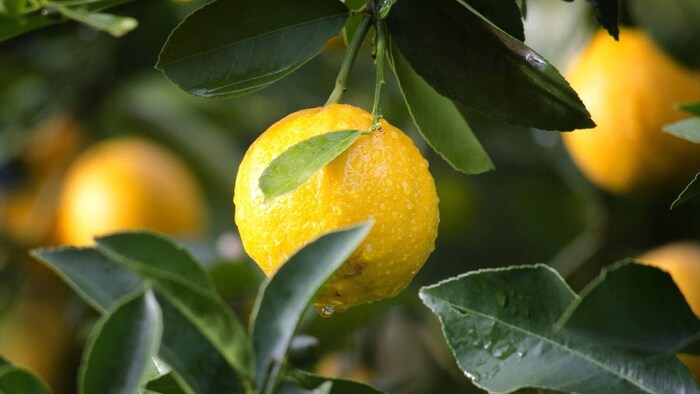 तमिलनाडु में उगता है GI टैग वाला नींबू