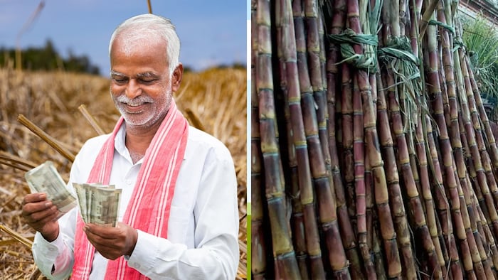 गन्ना उत्पादकता में 16 प्रतिशत और उत्पादन में 68 फीसदी की हुई वृद्धि