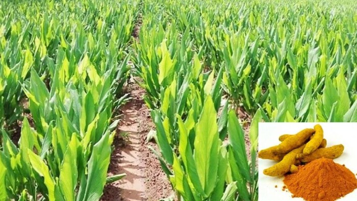 Haldi New Variety IISR Surya