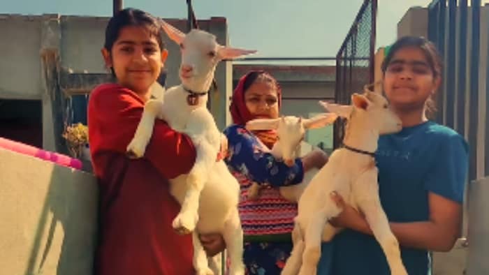 India Goat Milk Farm (Photo: Instagram/@india.gmf)