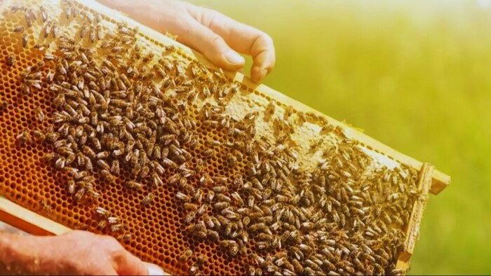 Jammu Kashmir beekeeping