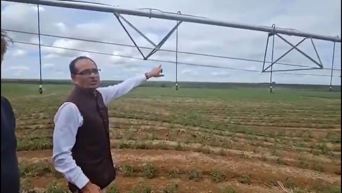 How to irrigate tomato cultivation