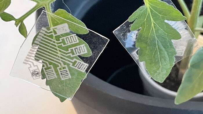 This device will identify diseases in crops