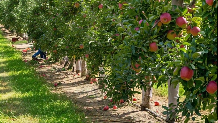 Apple Cultivation