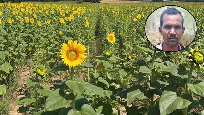 Sunflower Farming