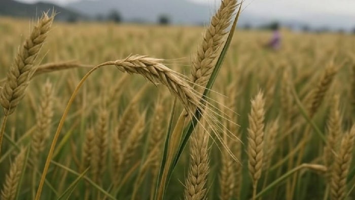 wheat crop in Bihar