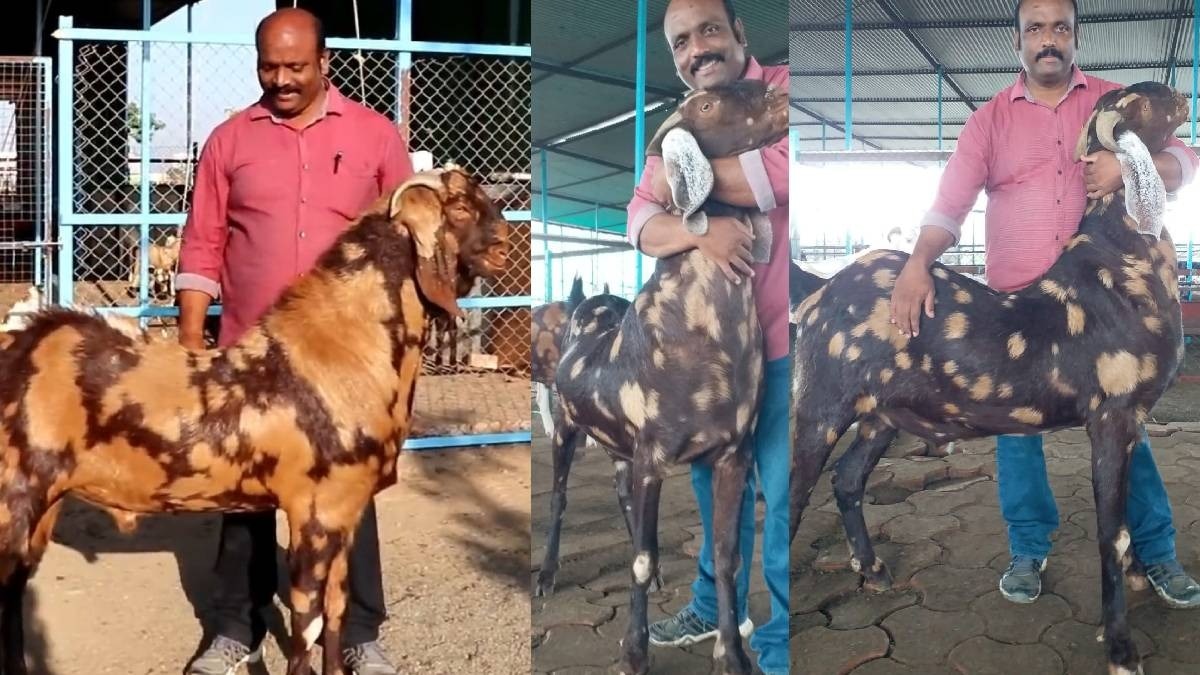 goat farming success story