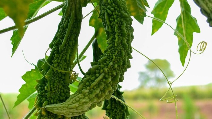 प्रतीकात्मक तस्वीर