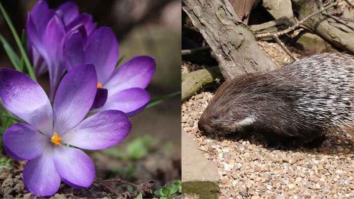 कश्मीर में किसानों के सामने नई चुनौती